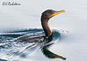 Phalacrocorax auritus